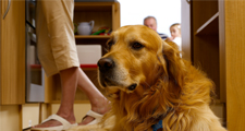 Pet Friendly Accommodation